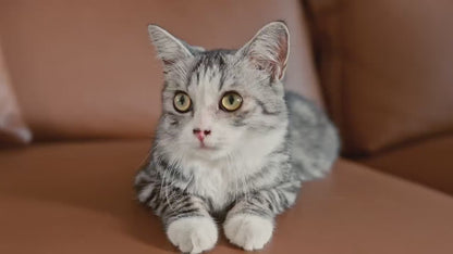 Tonepie 65L Automatic Smart Cat Litter Box – Self-Cleaning, App-Controlled, Fully Enclosed